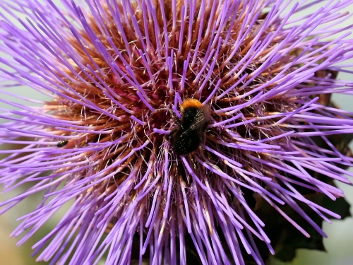 Macro shot: Flowers and plants (60 wallpapers)