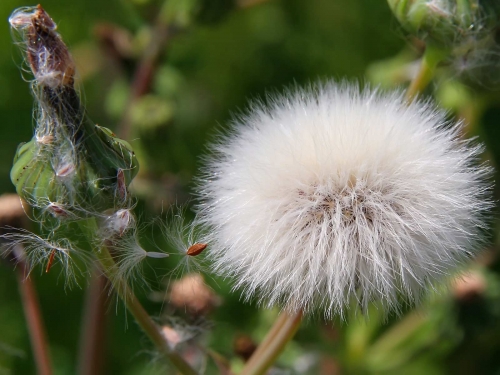 Macro shot: Flowers and plants (60 wallpapers)