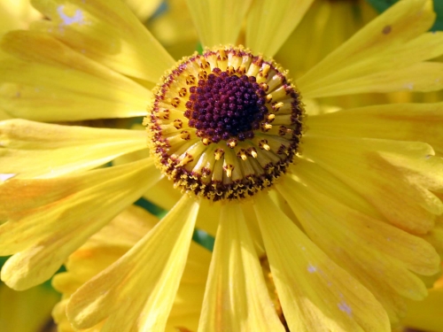 Macro shot: Flowers and plants (60 wallpapers)