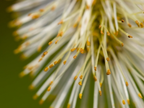 Macro shot: Flowers and plants (60 wallpapers)