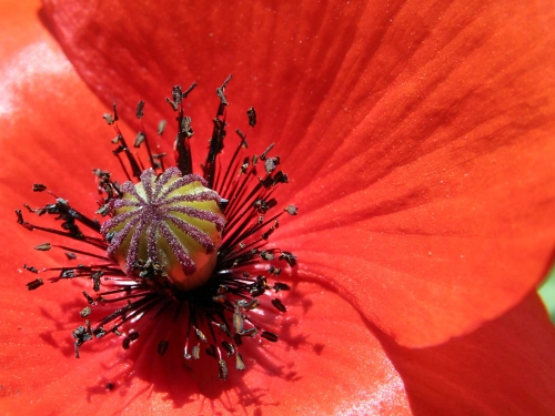 Macro shot: Flowers and plants (60 wallpapers)