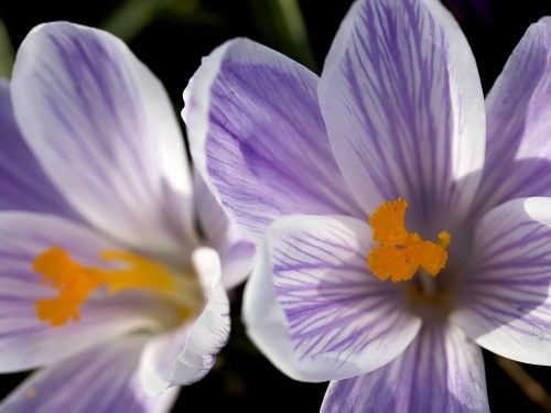 Macro shot: Flowers and plants (60 wallpapers)