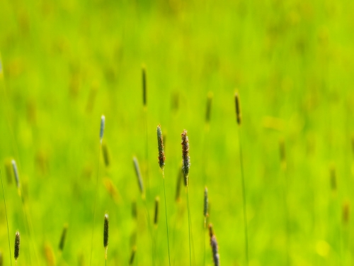 Macro shot: Flowers and plants (60 wallpapers)