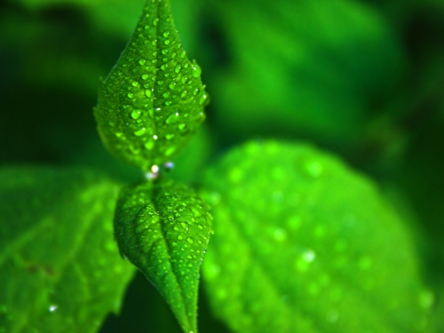 Green Wallpaper (91 wallpapers)