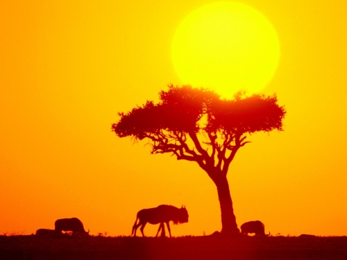 Africa - wallpapers (16 wallpapers)