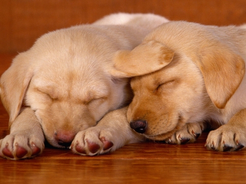 Desktop Wallpaper - Dogs (167 wallpapers)