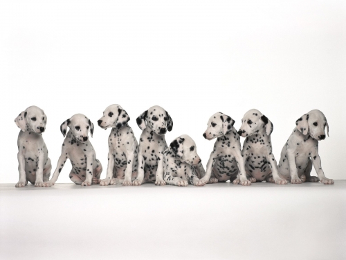 Desktop Wallpaper - Dogs (167 wallpapers)