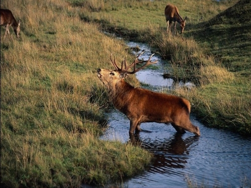 A selection of "Deer and Elk" (110 wallpapers)