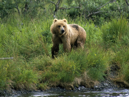 Brown bear compilation (110 wallpapers)