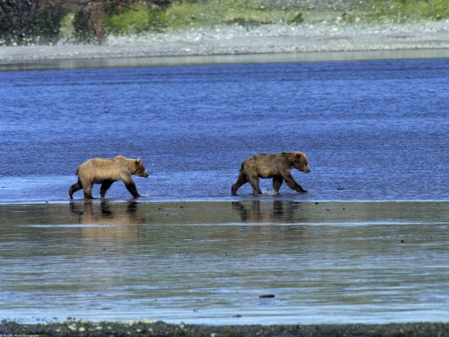 Brown bear compilation (110 wallpapers)