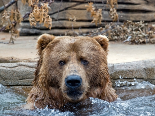 Brown bear compilation (110 wallpapers)