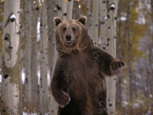 Brown bear compilation (110 wallpapers)