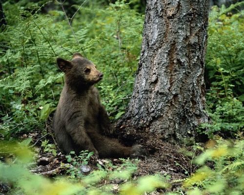 Brown bear compilation (110 wallpapers)