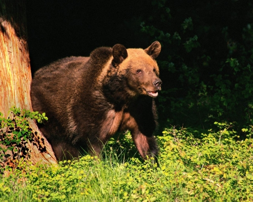 Brown bear compilation (110 wallpapers)