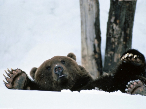 Brown bear compilation (110 wallpapers)