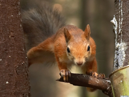 Squirrel Collection (110 wallpapers)