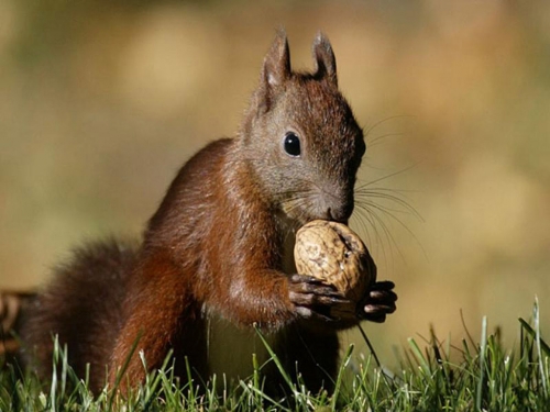 Squirrel Collection (110 wallpapers)