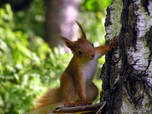 Squirrel Collection (110 wallpapers)