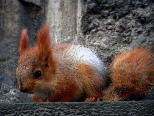 Squirrel Collection (110 wallpapers)