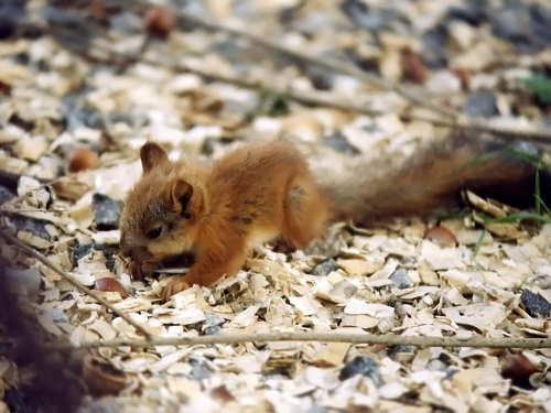 Squirrel Collection (110 wallpapers)