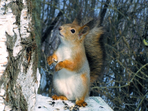 Squirrel Collection (110 wallpapers)