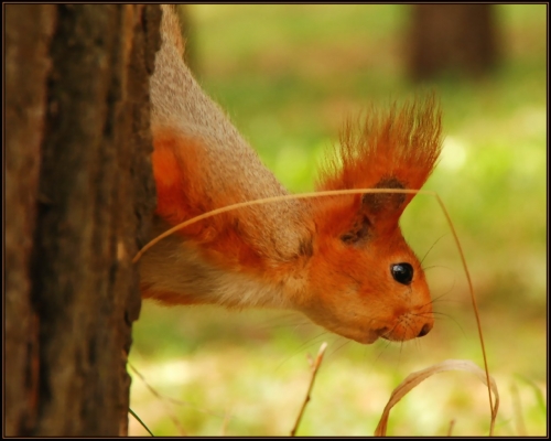 Squirrel Collection (110 wallpapers)