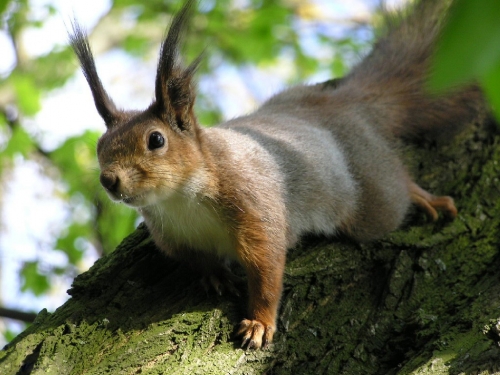 Squirrel Collection (110 wallpapers)