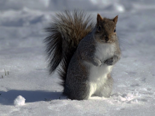 Squirrel Collection (110 wallpapers)