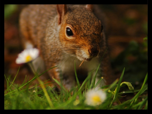 Squirrel Collection (110 wallpapers)