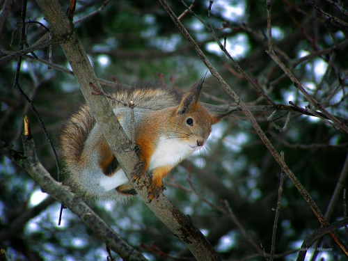 Squirrel Collection (110 wallpapers)