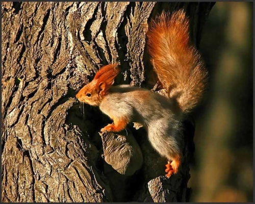 Squirrel Collection (110 wallpapers)