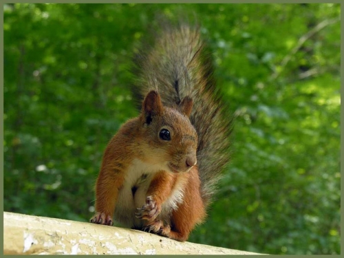 Squirrel Collection (110 wallpapers)