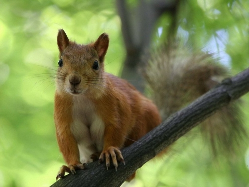 Squirrel Collection (110 wallpapers)