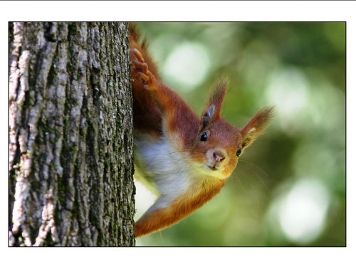 Squirrel Collection (110 wallpapers)