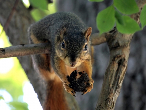 Squirrel Collection (110 wallpapers)