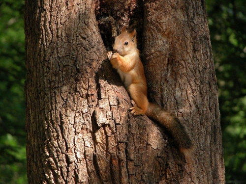 Squirrel Collection (110 wallpapers)