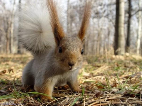 Squirrel Collection (110 wallpapers)