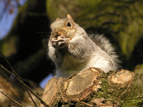 Squirrel Collection (110 wallpapers)