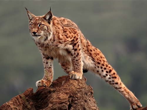 Lynx Collection (110 wallpapers)