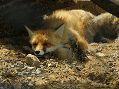 A selection of "Foxes" (110 wallpapers)