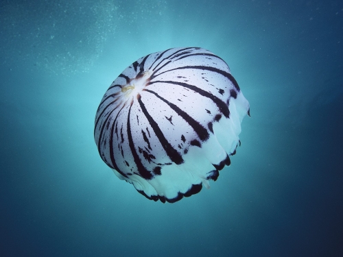 Ocean Life (118 wallpapers)