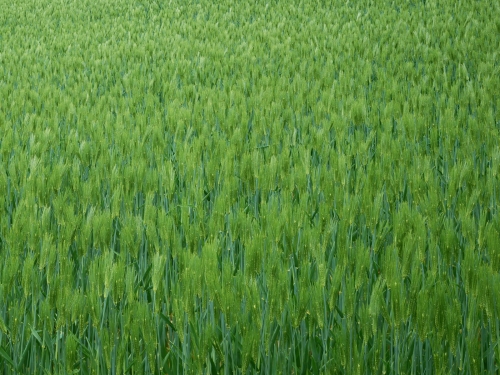 Field (120 wallpapers)