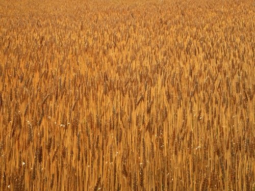 Field (120 wallpapers)