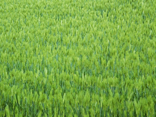 Field (120 wallpapers)