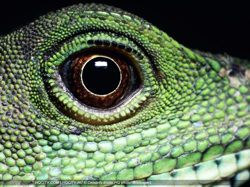 Wallpaper "Reptiles" (90 wallpapers)