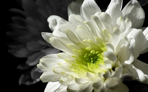 Flowers WideScreen Wallpapers #4 (70 wallpapers)