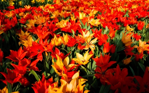 Flowers WideScreen Wallpapers #4 (70 wallpapers)