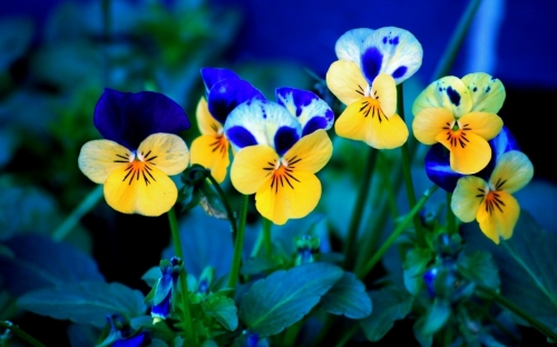 Flowers WideScreen Wallpapers #4 (70 wallpapers)