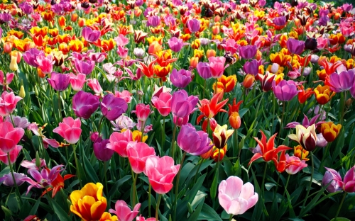 Flowers WideScreen Wallpapers #4 (70 wallpapers)