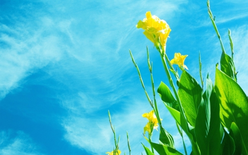 Flowers WideScreen Wallpapers #4 (70 wallpapers)